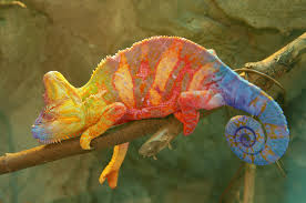 Caméléon