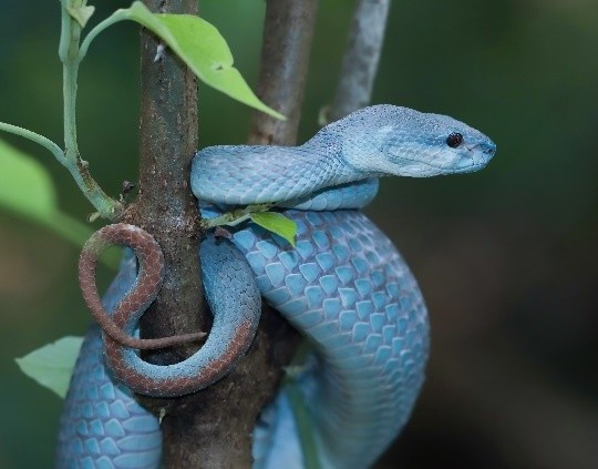 Danse des 4 Animaux - partie 3 - Le Serpent