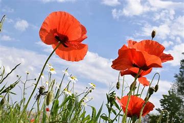 coquelicots.jpg